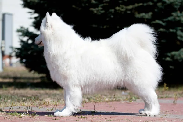 Adorable Samoed Dog Outdoors — Stock Photo, Image