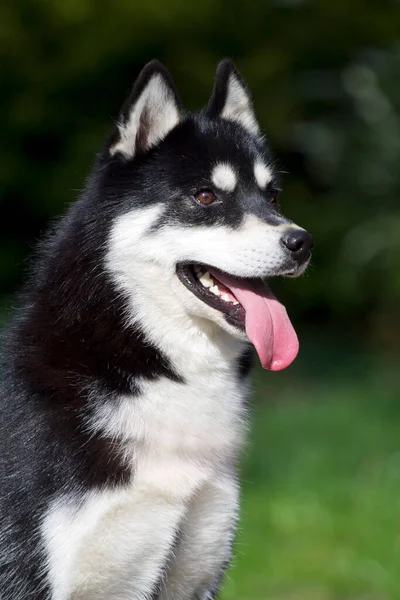 Adorável Cão Husky Siberiano Livre — Fotografia de Stock