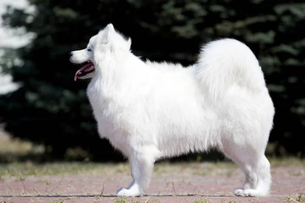 Adorable Perro Samoed Aire Libre — Foto de Stock