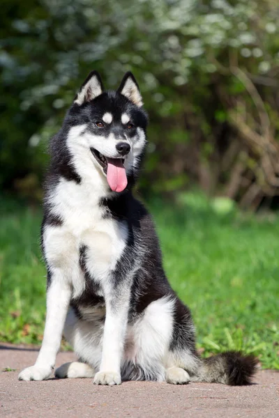 Bedårande Sibirisk Husky Hund Utomhus — Stockfoto