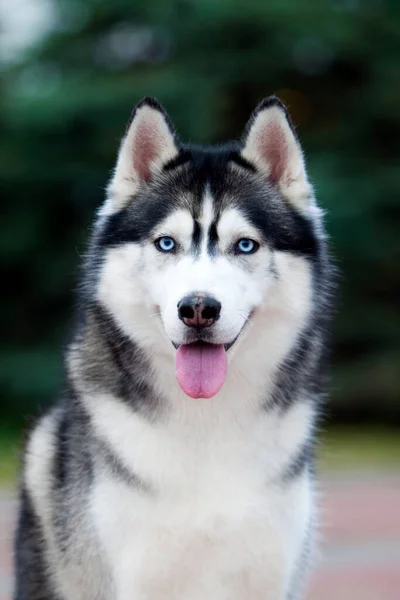 Schattige Siberische Husky Hond Buiten — Stockfoto