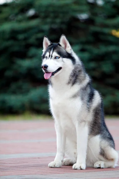 Αξιολάτρευτο Σκυλί Husky Σιβηρίας Εξωτερικούς Χώρους — Φωτογραφία Αρχείου