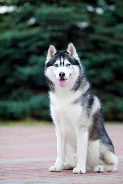 Bedårande Sibirisk Husky Hund Utomhus — Stockfoto