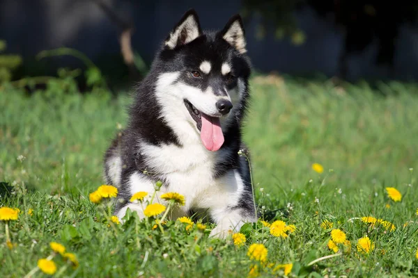 Bedårande Sibirisk Husky Hund Utomhus — Stockfoto