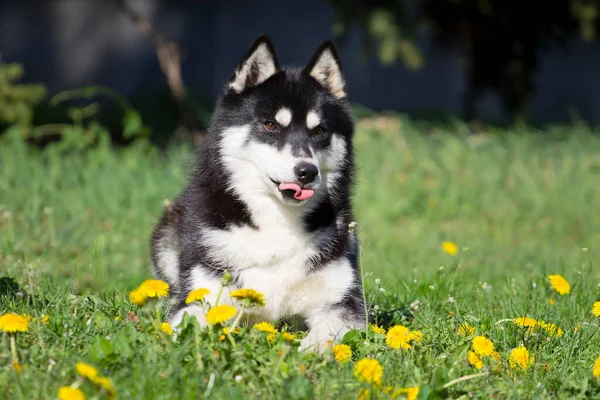 Αξιολάτρευτο Σκυλί Husky Σιβηρίας Εξωτερικούς Χώρους — Φωτογραφία Αρχείου