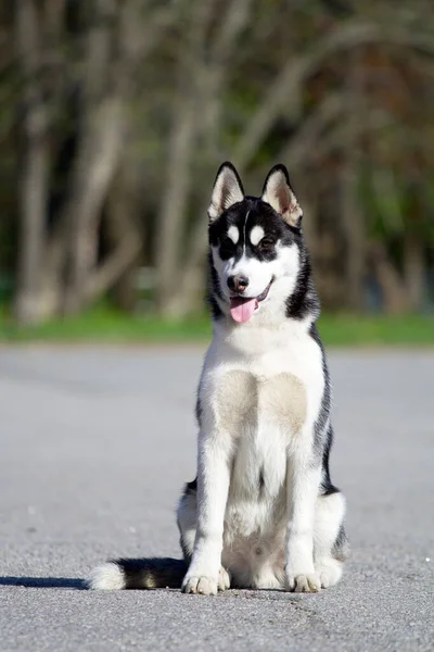 Adorable Siberian Husky Dog Outdoors — Stock Photo, Image