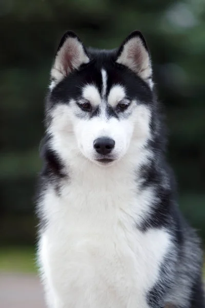 Αξιολάτρευτο Σκυλί Husky Σιβηρίας Εξωτερικούς Χώρους — Φωτογραφία Αρχείου