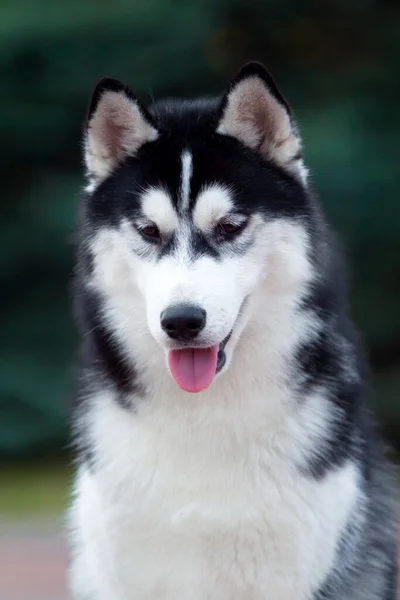 Adorável Cão Husky Siberiano Livre — Fotografia de Stock