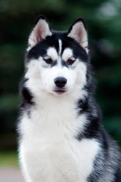 Adorabile Cane Husky Siberiano All Aperto — Foto Stock