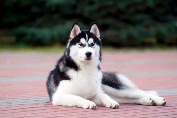 Schattige Siberische Husky Hond Buiten — Stockfoto