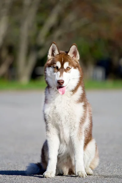 Αξιολάτρευτο Σκυλί Husky Σιβηρίας Εξωτερικούς Χώρους — Φωτογραφία Αρχείου