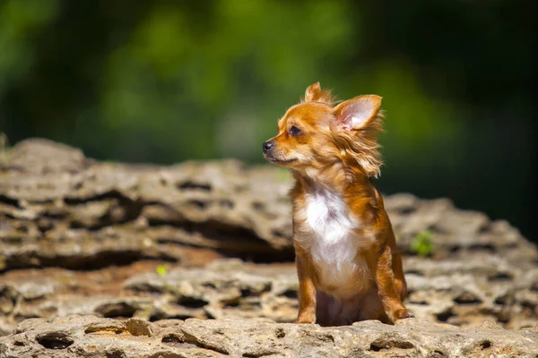 Abrigo Largo Chihuahua Perro Aire Libre —  Fotos de Stock