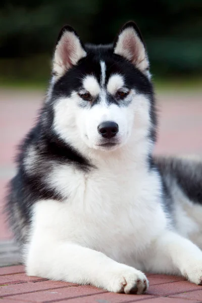 Adorável Cão Husky Siberiano Livre — Fotografia de Stock