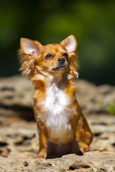 Long Coat Chihuahua Dog Outdoors — Stock Photo, Image