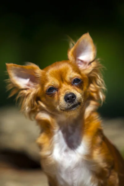 Abrigo Largo Chihuahua Perro Aire Libre — Foto de Stock