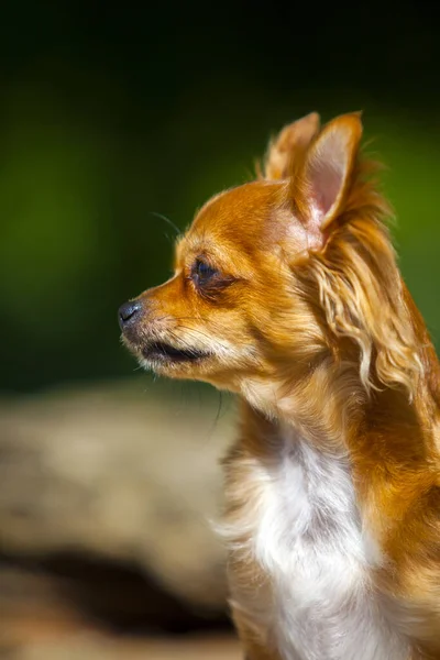 Abrigo Largo Chihuahua Perro Aire Libre —  Fotos de Stock