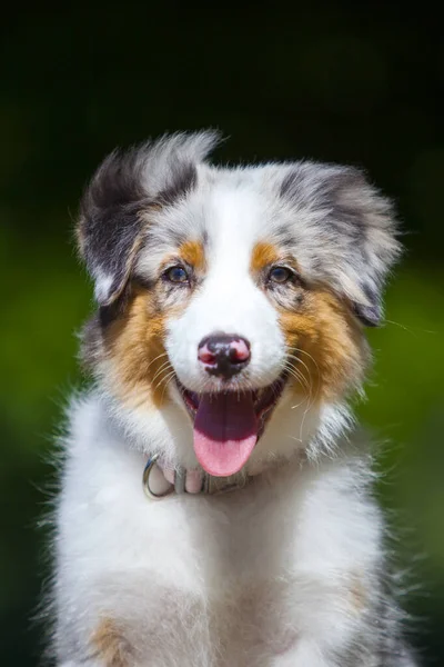 Porträtt Miniature American Shepherd Valp Sommarparken — Stockfoto