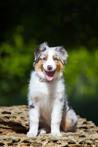 夏の公園のミニチュアアメリカの羊飼いの子犬の肖像画 — ストック写真