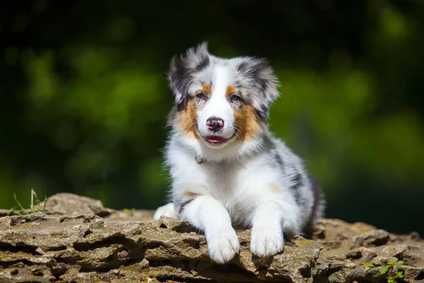 Porträtt Miniature American Shepherd Valp Sommarparken — Stockfoto