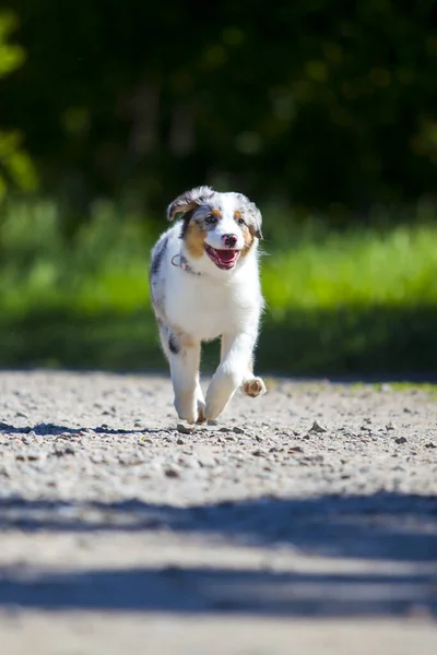 Portrait Von American Shepherd Welpen Sommerpark — Stockfoto