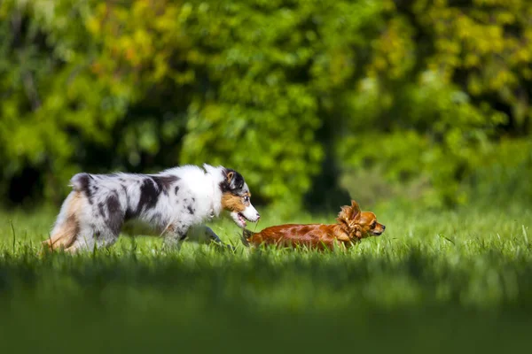 Avustralyalı çoban köpeği ve uzun saçlı chihuahua. 