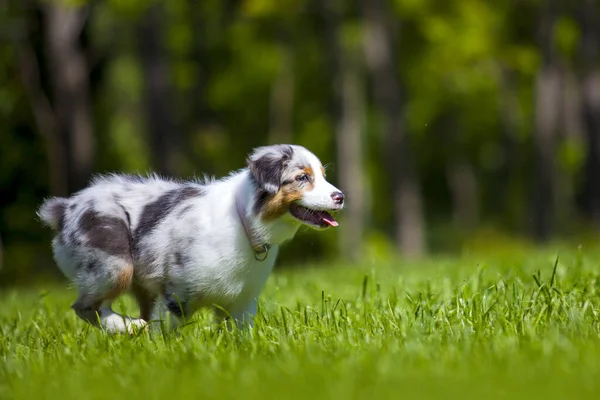 Πορτρέτο Της Miniature American Shepherd Κουτάβι Στο Πάρκο Καλοκαίρι — Φωτογραφία Αρχείου