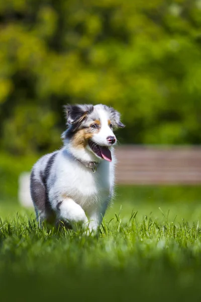 夏の公園のミニチュアアメリカの羊飼いの子犬の肖像画 — ストック写真