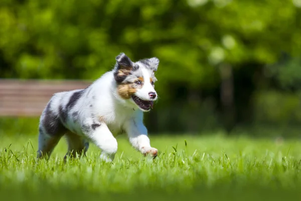 Portrait Miniature American Shepherd Puppy Summer Park — Stock Photo, Image