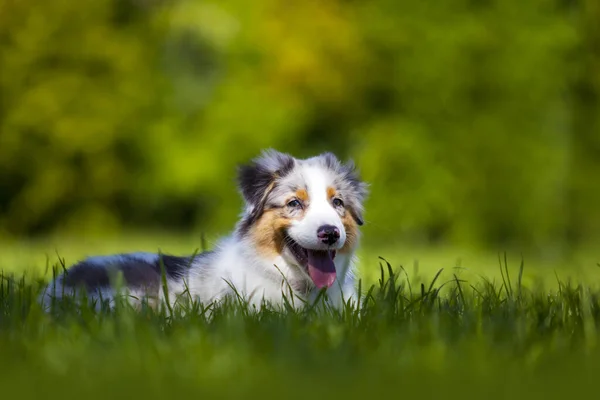 Australiska Shepherd Hund Utomhus — Stockfoto