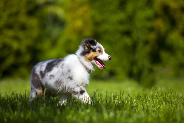 澳大利亚牧羊犬户外 — 图库照片