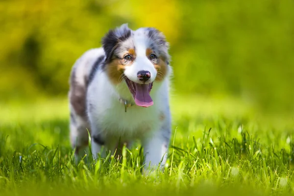 Australian Shepherd Cão Livre — Fotografia de Stock