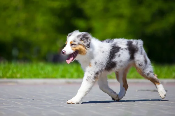 オーストラリアの羊飼いの犬屋外 — ストック写真