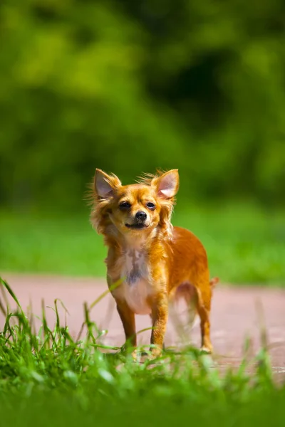 Chihuahua Peludo Retrato Aire Libre —  Fotos de Stock