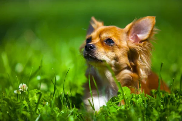 Chihuahua Peludo Retrato Aire Libre —  Fotos de Stock