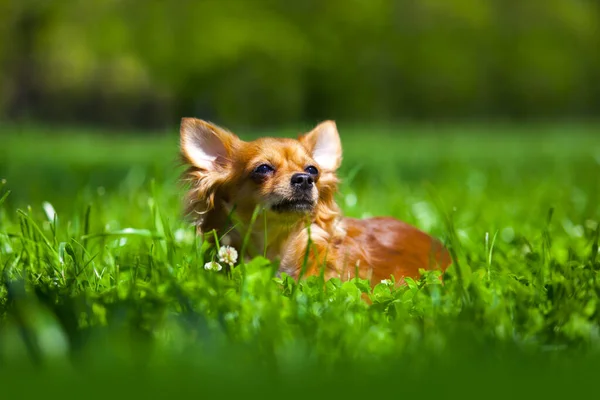 Chihuahua Peludo Retrato Aire Libre —  Fotos de Stock
