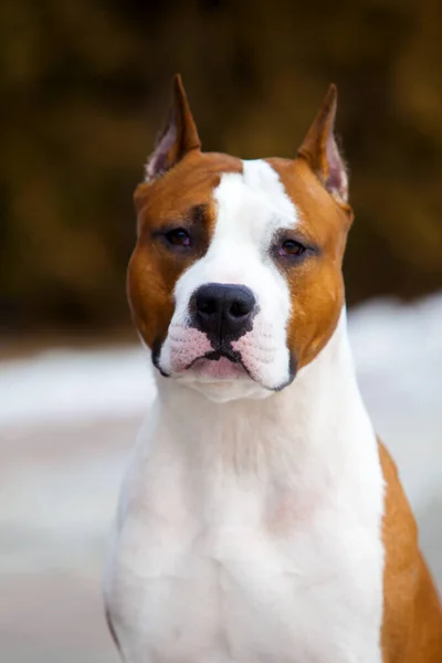 Närbild Porträtt Staffordshire Terrier — Stockfoto