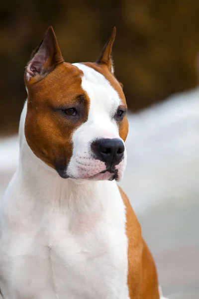 Nahaufnahme Portrait Von Staffordshire Terrier — Stockfoto
