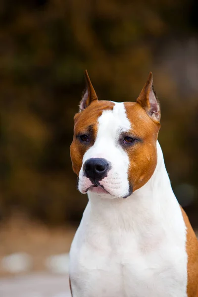 Közelről Staffordshire Terrier Portréja — Stock Fotó