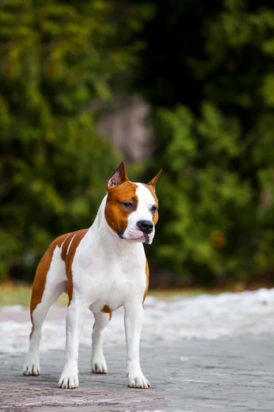 Close Retrato Staffordshire Terrier — Fotografia de Stock