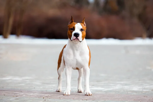 Portret Staffordshire Terrier Bliska — Zdjęcie stockowe
