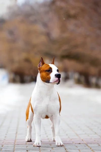 Portret Staffordshire Terrier Bliska — Zdjęcie stockowe