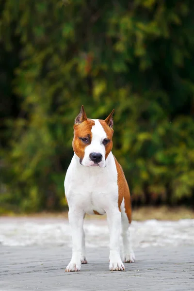 Close Retrato Staffordshire Terrier — Fotografia de Stock