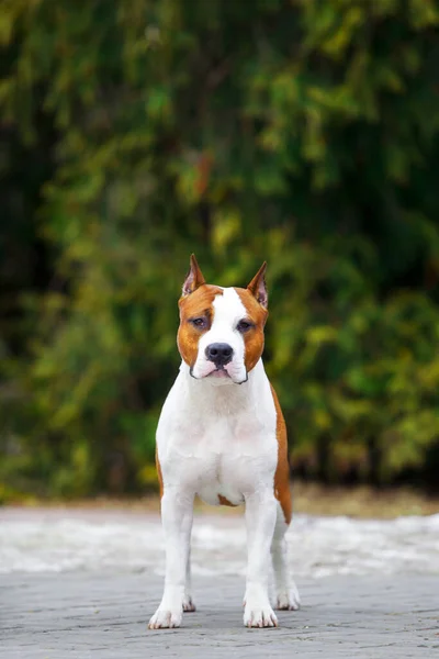 Close Retrato Staffordshire Terrier — Fotografia de Stock