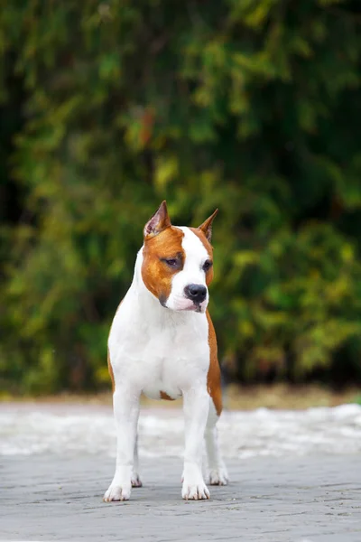 Close Retrato Staffordshire Terrier — Fotografia de Stock