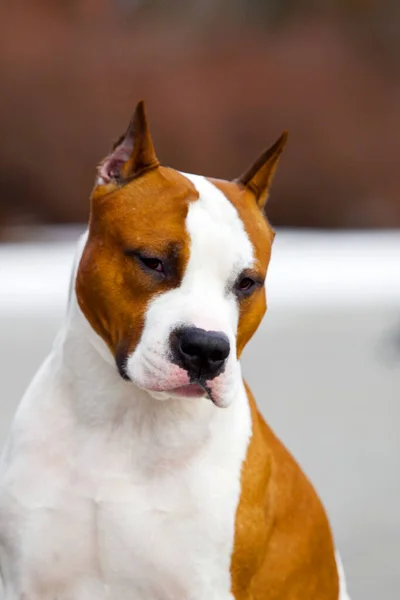Close Portrait Staffordshire Terrier — Stock Photo, Image
