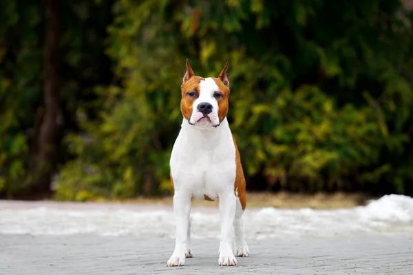 Close Van Portret Van Staffordshire Terriër — Stockfoto