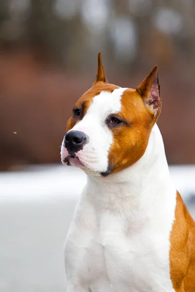 Close Retrato Staffordshire Terrier — Fotografia de Stock