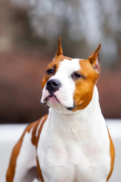 Närbild Porträtt Staffordshire Terrier — Stockfoto