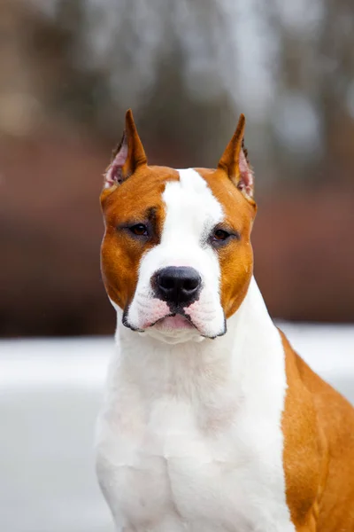 Nahaufnahme Portrait Von Staffordshire Terrier — Stockfoto