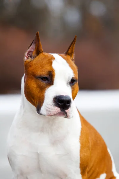 Close Van Portret Van Staffordshire Terriër — Stockfoto